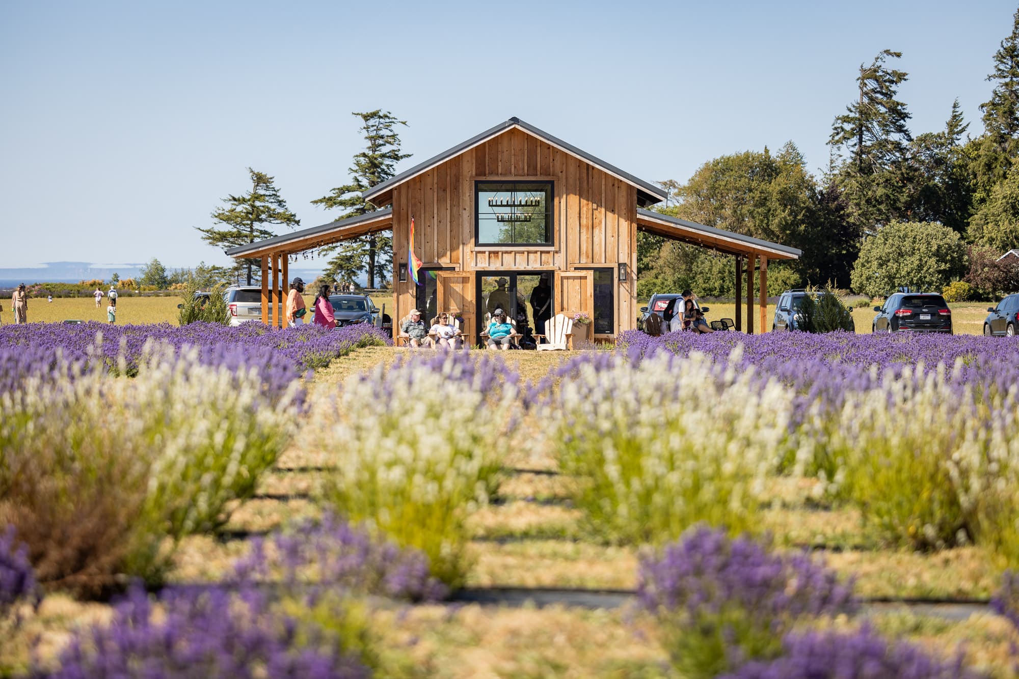 Lavender fields at Olympic Bluffs