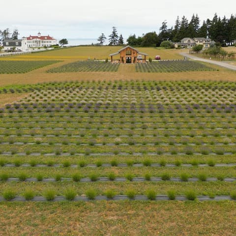 The fields
